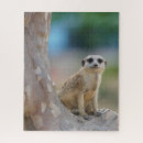 Search for meerkat puzzles Wildlife