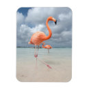Search for flamingo magnets Beach