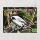 Search for capped chickadee postcards Massachusetts