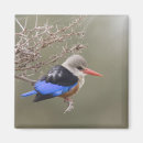 Search for kingfish magnets Avian