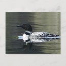 Search for loony postcards Birds