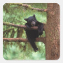 Search for bear cub stickers Forest