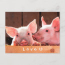 Search for funny pig postcards Pet
