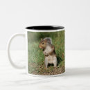 Search for gray squirrel mugs Squirrels