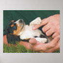 Search for man best friend posters Puppy