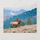Search for bugle postcards Antlers