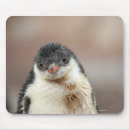 Search for antarctic mouse mats Horizontal