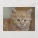 Search for tomcat postcards Cute