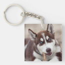 Search for siberian husky key rings Puppy