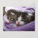 Search for warm postcards Soft