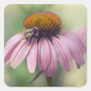 Search for echinacea stickers Coneflower
