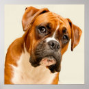Search for boxer puppy posters Portrait