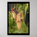 Search for carnivorous posters Tropical