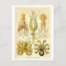 Search for octopus illustration postcards Squid