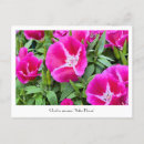 Search for satin postcards Flowers
