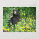 Search for black bear postcards Alaska