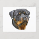 Search for rottweiler mommy postcards Dog