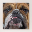Search for english bulldog puzzles Animals