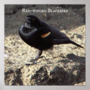 Search for blackbird posters Birds