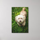 Search for looking at camera canvas prints Outdoors