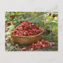 Search for wicker postcards Fruit