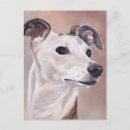 Search for whippet postcards Canine