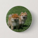 Search for looking at camera badges Dwarf spitz