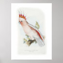 Search for leadbeaters Parrot