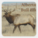 Search for bull elk stickers Wapiti