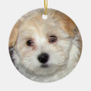 Search for havanese christmas tree decorations Cute