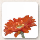 Search for gerbera daisies coasters Orange