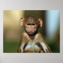 Search for baboon posters Baby
