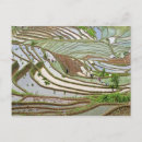 Search for paddy postcards Landscape