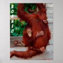 Search for orangutan posters Borneo