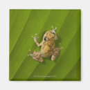 Search for frog magnets Vertical