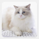 Search for ragdoll stickers Animal