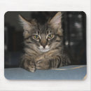 Search for siberian cat mouse mats Animals