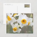 Search for daffodils postcards Narcissus