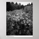 Search for grapevines posters Plants