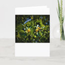 Search for tulip tree cards Flower