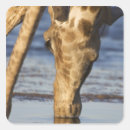 Search for giraffe head stickers Wildlife