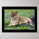 Search for female lion posters Nature