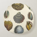 Search for clam cushions Coral