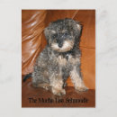 Search for schnauzer puppy postcards Schnoodle