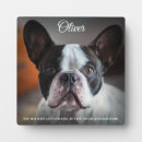 Search for dog loss quote Rainbow bridge