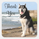 Search for siberian husky dog stickers Puppy
