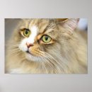 Search for attentive posters Cat