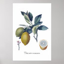 Search for vintage lemon posters Citrus