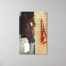 Search for mammals canvas prints Horse