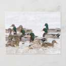 Search for dabble postcards Dabbling